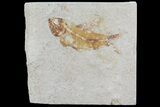 Cretaceous Fossil Fish (Armigatus) - Lebanon #70027-1